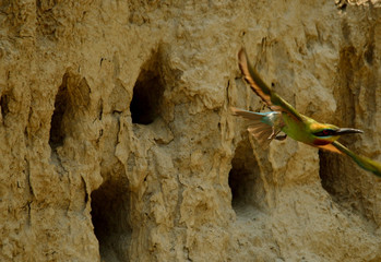 blue tail bee eater bird