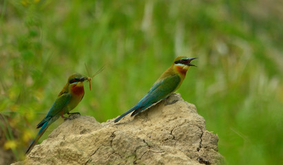 blue tail bee eater bird