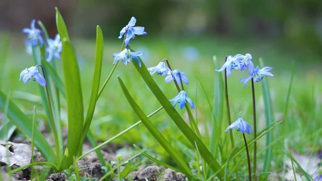 The tiny flowers of the wood squill plant in the ground