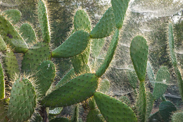 Spider webs covering prickly pears, Parque Natural de Do&ntilde;ana, Seville province, Autonomous Community of Andalusia, Spain, Europe