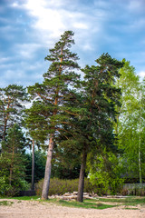 Beautiful pine trees with clouds