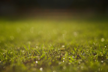 Sunny green grass background with raindrops, closeup