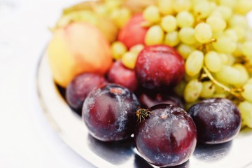 wasp on fruit plum