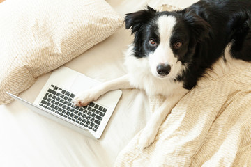 Mobile Office at home. Funny portrait cute puppy dog border collie on bed working surfing browsing internet using laptop pc computer at home indoor. Pet life freelance business quarantine concept