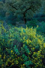Quejigos forest (Quercus faginea), Grazalema Natural Park, Serrania de Cadiz. Cadiz Province, Autonomous Community of Andalusia, Spain, Europe