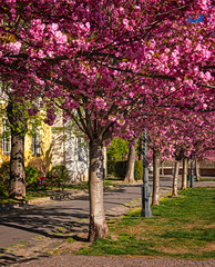 Naklejka premium Amazing spring cityscape with Buda Castle Royal Palace in Buda Castle district
