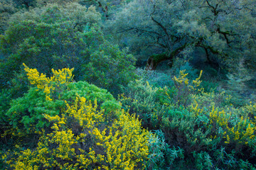 Quejigos forest (Quercus faginea), Grazalema Natural Park, Serrania de Cadiz. Cadiz Province, Autonomous Community of Andalusia, Spain, Europe