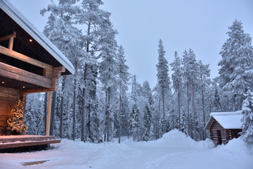 En plein c&oelig;ur de la for&ecirc;t