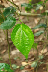green leaves in the garden