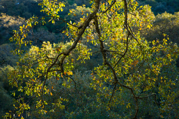 Quejigos forest (Quercus faginea), Grazalema Natural Park, Serrania de Cadiz. Cadiz Province, Autonomous Community of Andalusia, Spain, Europe