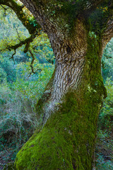 Quejigos forest (Quercus faginea), Grazalema Natural Park, Serrania de Cadiz. Cadiz Province, Autonomous Community of Andalusia, Spain, Europe