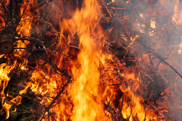 Brennende Christbäume von Weihnachten mit lodernden Flammen wie bei einem Waldbrand - Powered by Adobe