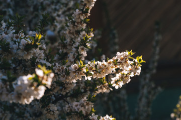 Blooming cherry spring background closeup