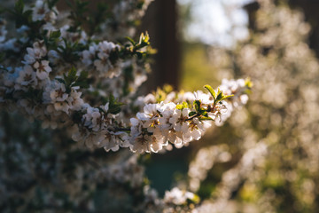 Blooming cherry spring background closeup