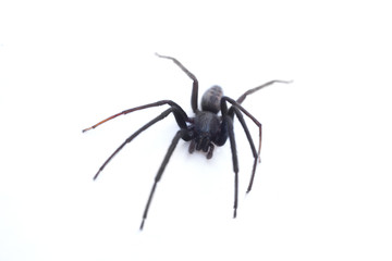 A Tegenaria Gigantea spider or common house spider