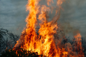 Brennende Christbäume von Weihnachten mit lodernden Flammen wie bei einem Waldbrand