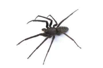 A Tegenaria Gigantea spider or common house spider