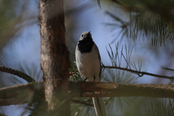 White wagtail (Motacilla alba)