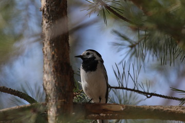 White wagtail (Motacilla alba)