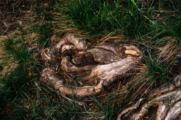 large tree roots in the grass