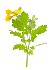 Greater celandine or tetterwort (Chelidonium majus) isolated on white background. Medicinal plant with yellow flowers and green leaves.