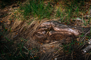large tree roots in the grass