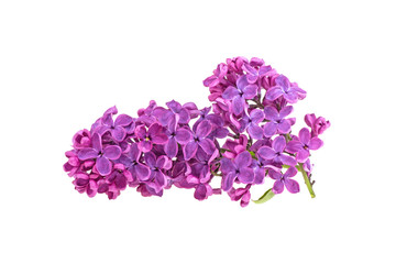 Flowering branch of lilac. isolated on white background