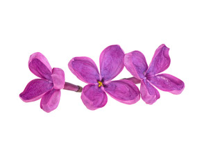 Naklejka na ściany i meble Flowering branch of lilac. isolated on white background