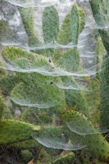 Obraz premium Spider webs covering prickly pears