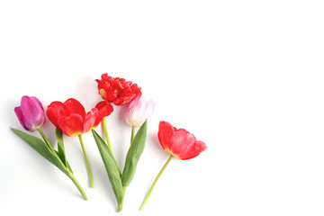 Tulip flowers in red , lilac and pale pink on a white background. beautiful spring composition with space for text, flat lay