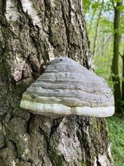 mushroom on tree