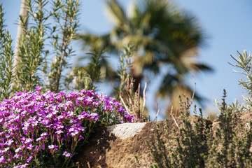 Blumen an Steinmauer im Blühenden Barock schloss ludwigsburg