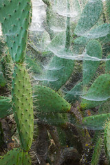 Spider webs covering prickly pears