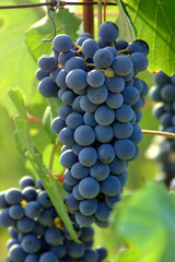 Bunches of black grape for the production of red wine
