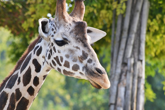 giraffa foto ritratto giraffe collo lungo 