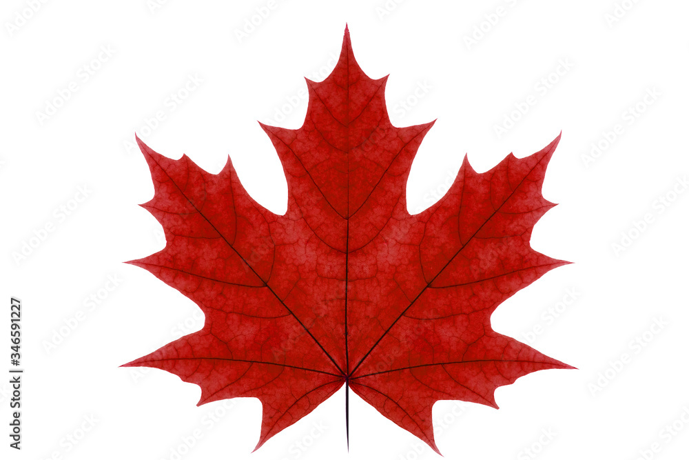 Wall mural red maple leaf on a white isolated background. autumn leaf of canadian maple.