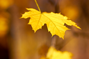 Naklejka na ściany i meble yellow maple leaf