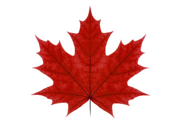 Red maple leaf on a white isolated background. Autumn leaf of canadian maple.