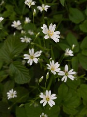 white flowers on a green background