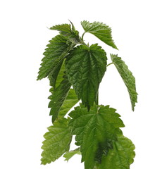 Nettle plant with leaves and stem isolated on white background, clipping path