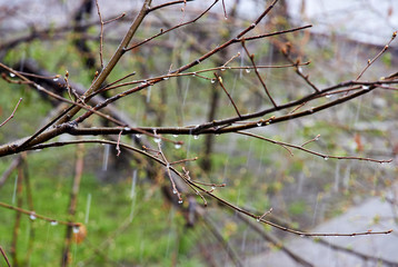 branches of a tree with raindrops