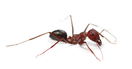 Desert ant, Cataglyphis bicolor isolated on white background