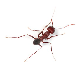 Desert ant, Cataglyphis bicolor isolated on white background
