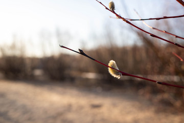 White sea; Yagry, spring. The flowers of pussy willow closeup with drops of rain.