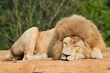leone dorme safari africa leonessa leoni animali 