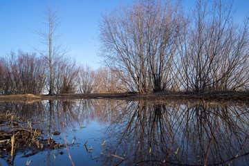 Arkhangelsk. Spring evening on the Bank of the Northern Dvina river. Reflection of willow bushes in puddles.
