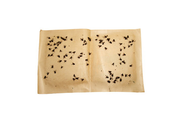 Close-up a sticky fly paper/tape with many flies trapped on the extremely sticky surface. Paper trap isolated on white background.