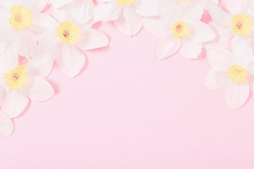 white narcissus on pink  paper background