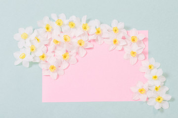 white narcissus on pink  and green paper background