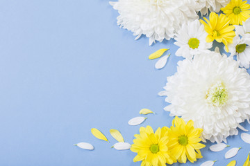 white and yellow  chrysanthemum on blue paper background
